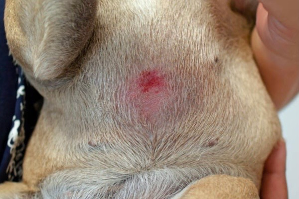 Dermatite atopique du chien : traitement naturel efficace et durable