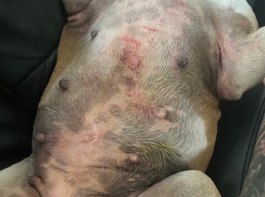 Affection cutanée type intertrigo chez un Bulldog anglais : inflammation, rougeurs et irritations visibles dans les plis de la peau du ventre.