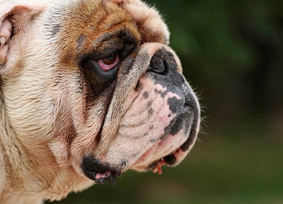Le gras sur les plis des Bouledogues : ennemi ou allié ? La bonne méthode 🦠