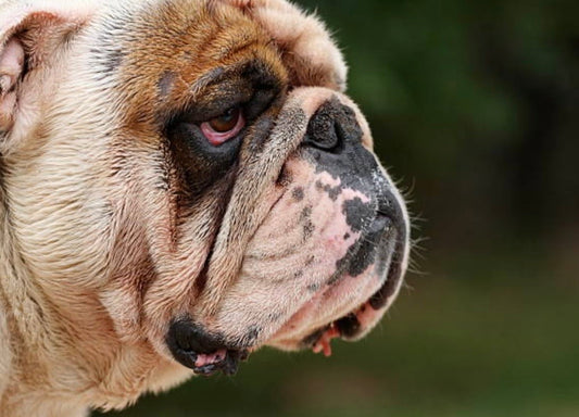 Le gras sur les plis des Bouledogues : ennemi ou allié ? La bonne méthode 🦠