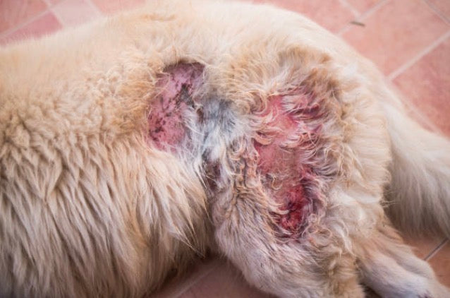 Pyodermite canine : causes, symptômes et  traitement ❤️‍🩹