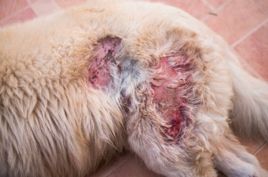 Pyodermite canine : causes, symptômes et  traitement ❤️‍🩹