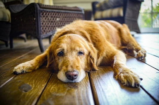 Saignement d’une tumeur chez le chien: Reconnaître les signes de gravité et faire les premiers soins