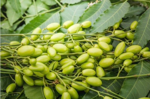 Soins aux Margousiers "Neem"